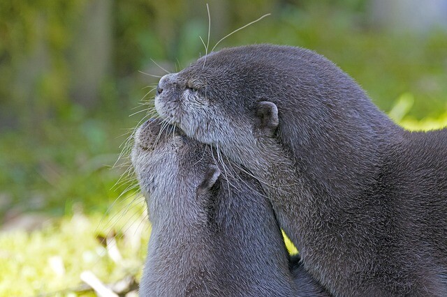 Otter love on the net