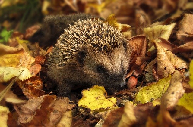 Hedgehog - when is it necessary?