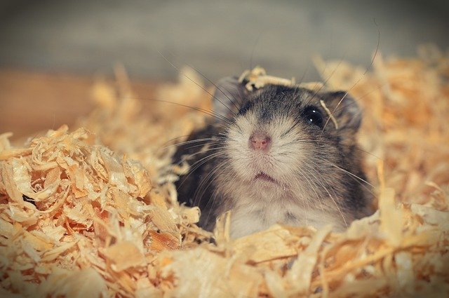Healthy hamster