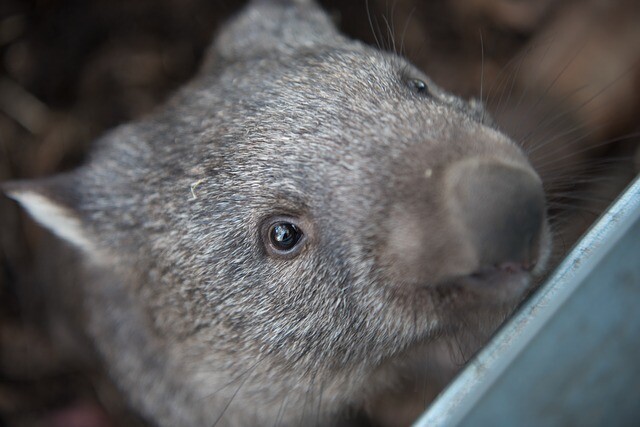 Wendy, the wombat
