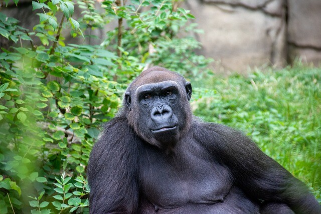 Gorilla weekdays