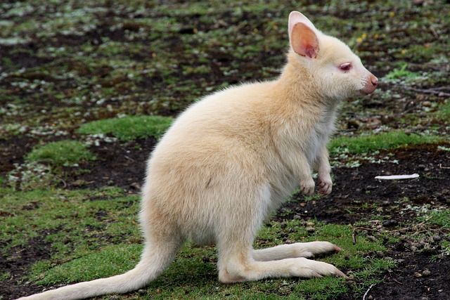 White but not albino - Everything About Pet