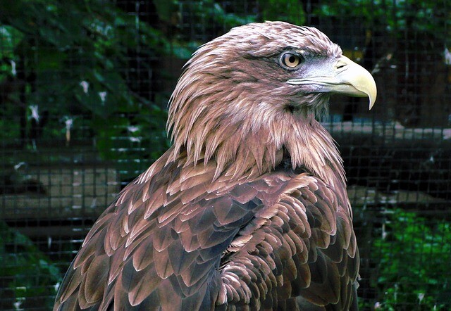 The injured eagle came to Hortobágy to recover