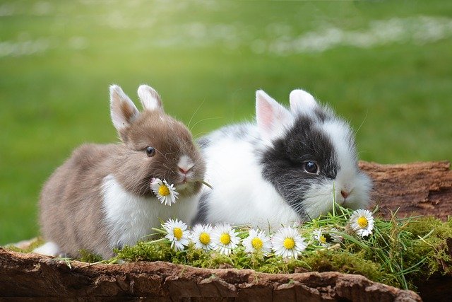If it is Easter, it is not mandatory to donate a live animal