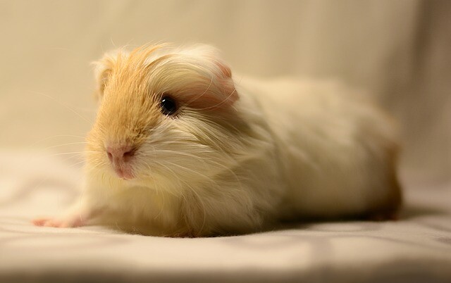 Ideal pet - guinea pig