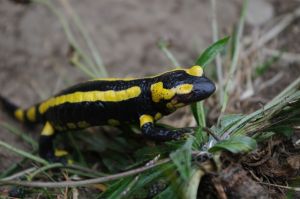 Seized salamanders spend the winter at the zoo 