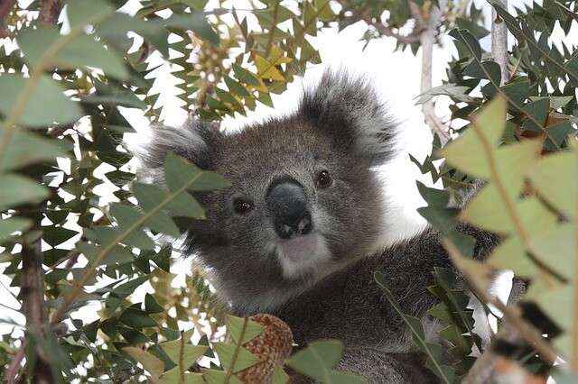 The koalas are in trouble