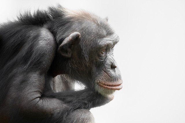 The oldest European chimpanzee is gone