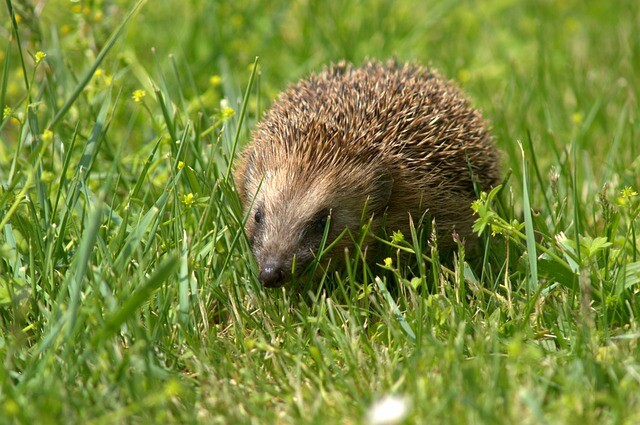 Spring is here, the hedgehogs are waking up