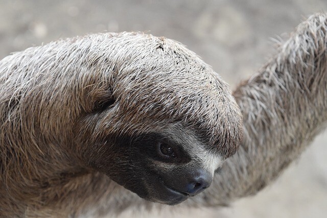 Paula was the oldest sloth in the world