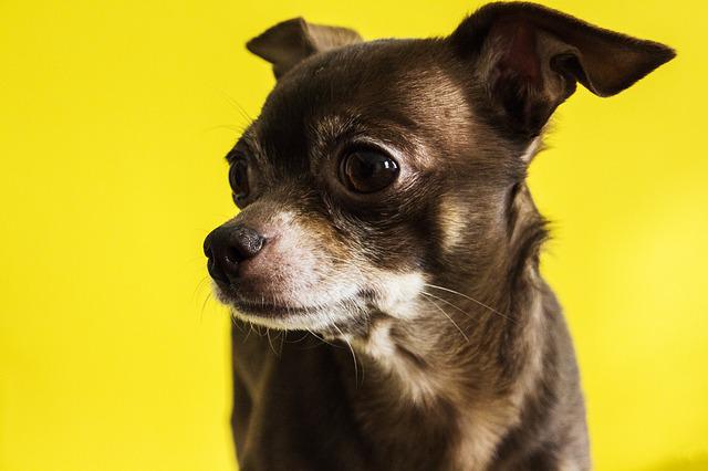 With his age, the chihuahua entered the record book