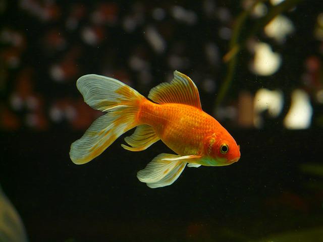 Giga goldfish are not cute