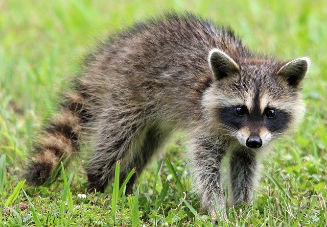 Which raccoon doesn't have a mask?