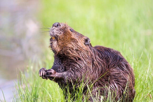 Beavers don't just chew wood…