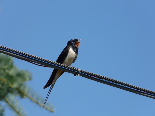 Our swallows are black, but not all of them