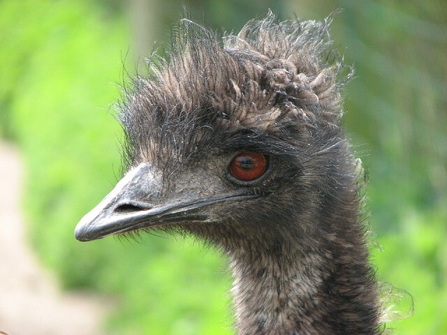 The emu lost almost everyone around him
