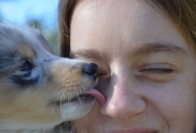 Is it okay if the dog gives you a kiss?