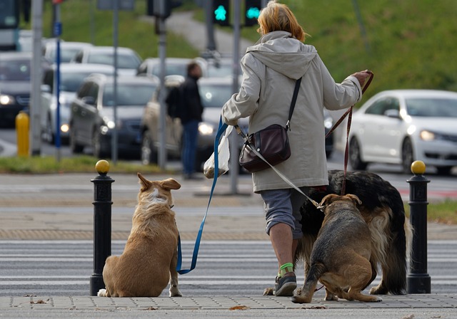 A Dog-friendly Job Is In High Demand - Everything About Pet