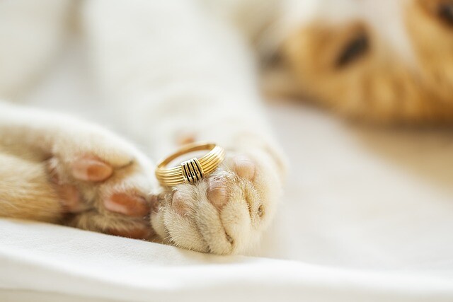 Jewelry from your cat? Why not?!