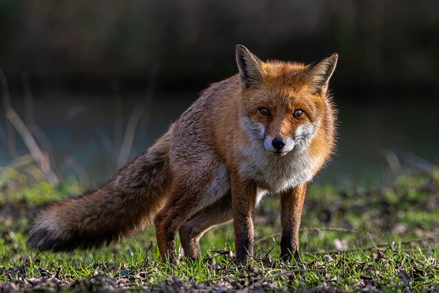 The fox that attacked the dog was rabid