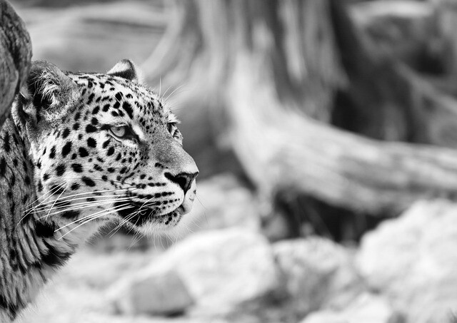 The leopard can already be seen in Miskolc