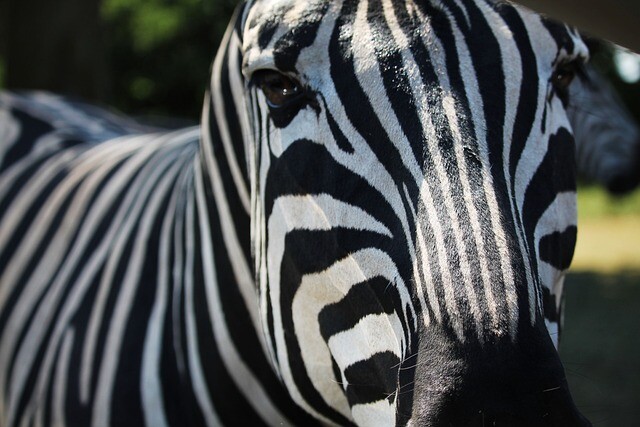 Zebra on zebra, although it should have been in a zoo