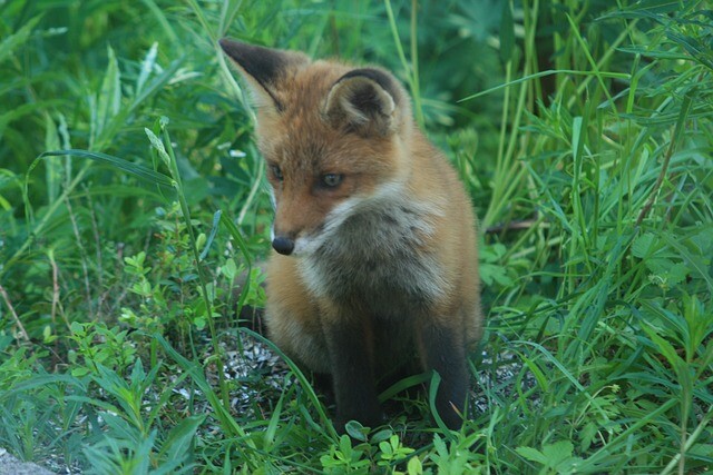 Instead of cunning, the fox cub was driven by curiosity