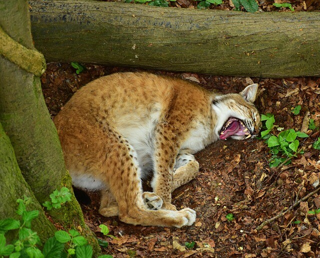 The red lynx population is changing