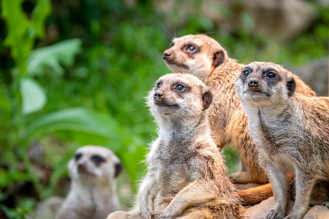 Could a dye be responsible for the death of meerkats?