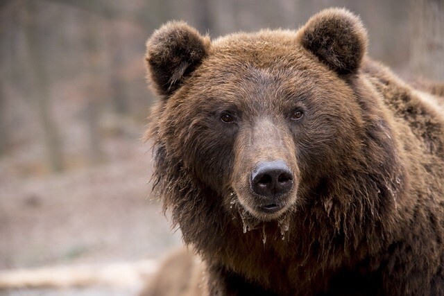 Out of fear, he shot the well-known bear of the national park