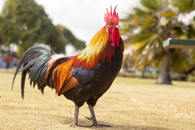 He breeds huge roosters and is in demand