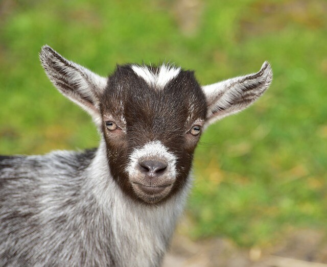 A pygmy goat instead of a dog?!