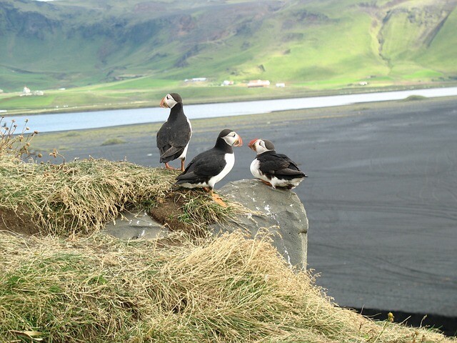 They throw little puffins into the sea, but they do it for a reason