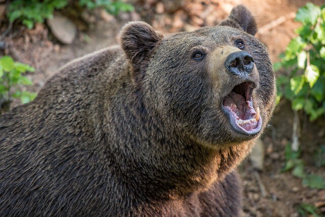 The bear seriously injured a man from Székely