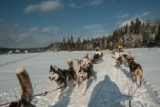 They protested against the sled pulling competition and in favor of the dogs