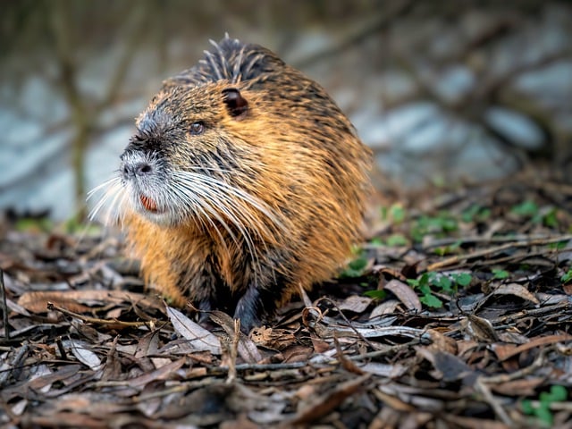 A beaver attacked a woman walking her dog